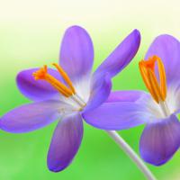 紫葵枫雨