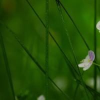 潇雨慧文韵，玉琴瑶月蓉