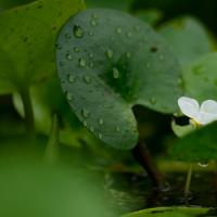 含笑的水仙花