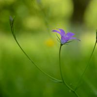 芝兰玉树